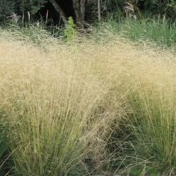 Shrubs Deschampsia Cespitosa Border Plants