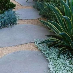 Shrubs Dichondra Silver Falls Hanging Plant