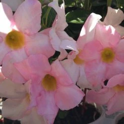 Shrubs Dipladenia Sanderi Rosea Full Sun