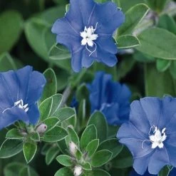 Shrubs Ground Covers Evolvulus Nummularius Blue Daze
