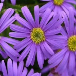 Shrubs Border Plants Sun Loving Potted Pretties Mix