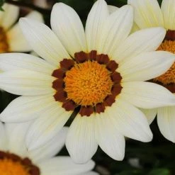 Shrubs Gazania Rigens New Day White Border Plants