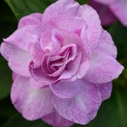 Shrubs Impatiens Walleriana Fiesta Stardust Lavender Border Plants