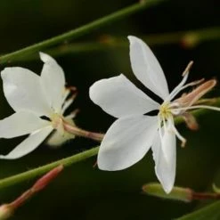 Shrubs Oenothera (Gaura) Lindheimeri Belleza White