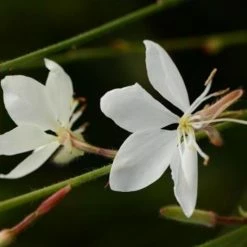 Shrubs Oenothera (Gaura) Lindheimeri Belleza White - 85mm Border Plants