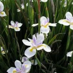 Shrubs Dietes Vegeta Catenulata Dwarf