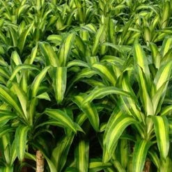 Indoor Garden Shrubs Dracena Massengena Marley 85mm