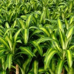 Indoor Garden Shrubs Dracena Massengena Marley