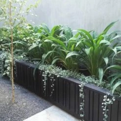 Shrubs Ground Covers Dichondra Silver Falls