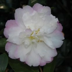 Shrubs Camellia Sasanqua Little Pearl