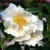 Shrubs Camellia Sasanqua Setsugekka