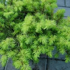 Shrubs Juniperus Conferta "All Gold"