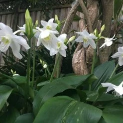 Shrubs Border Plants Eucharis X Grandiflora Eucharist Lily