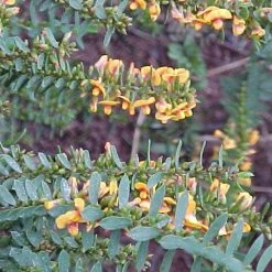 Shrubs Eutaxia Obovata