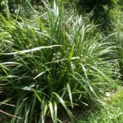 Shrubs Dianella Caerulea