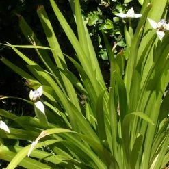 Shrubs Full Sun Neomarica Gracilis 'Walking Iris'