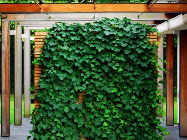 Shrubs Full Sun Hedera Helix "Star" 8 Shrubs Full Sun Hedera Helix "Star"