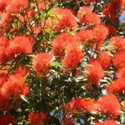 Hedge Shrubs Metrosideros Fiji Fire™
