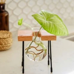 Cooper And Smith Fleur Propagation Station - 3 Pack