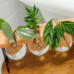 Cooper And Smith Fleur Propagation Station - 3 Pack