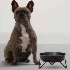 Bendo Best Selling Gifts The WOOF Dog Bowl - MIX 'N MATCH