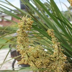 Ozbreed Border Plants Frilly Lace™ Lomandra Multiflora ‘VER1’ Pbr