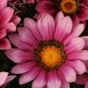 Shrubs Border Plants Gazania Rigens Pink 🌺