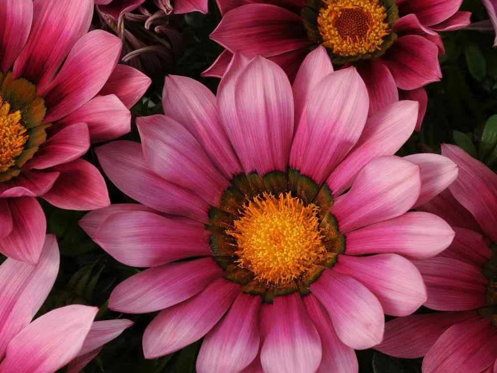 Shrubs Border Plants Gazania Rigens Pink 🌺 3 Shrubs Border Plants Gazania Rigens Pink 🌺