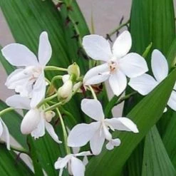 Indoor Garden Assorted Box Of Flowering Orchids 'Spathoglottis' 85mm Border Plants