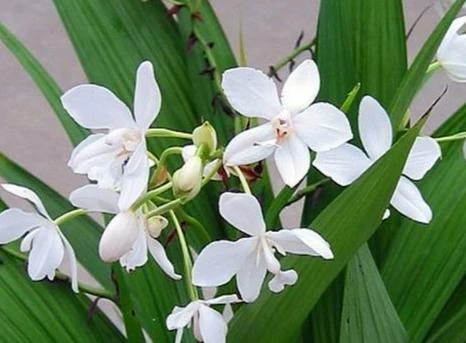 Indoor Garden Border Plants Spathoglottis Plicata Snow Angel 4 Indoor Garden Border Plants Spathoglottis Plicata Snow Angel