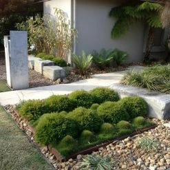 Hedge Shrubs Bambusa Pogonatherum Paniceum