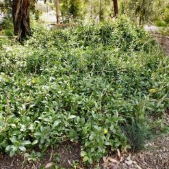 Shrubs Hibbertia Scandens Full Sun 10 Shrubs Hibbertia Scandens Full Sun
