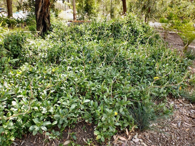Shrubs Hibbertia Scandens Full Sun 5 Shrubs Hibbertia Scandens Full Sun