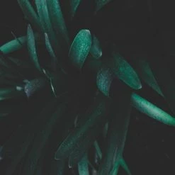 Shrubs Clivia Miniata Belgium Hybrid