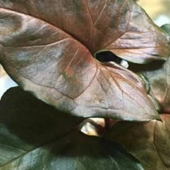Indoor Garden Syngonium Podophyllum Bronze