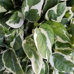 Indoor Garden Epipremnum Aureum - Pothos Snow Queen 85mm