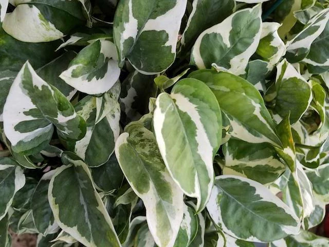 Indoor Garden Epipremnum Aureum Pothos Snow Queen 7 Indoor Garden Epipremnum Aureum Pothos Snow Queen