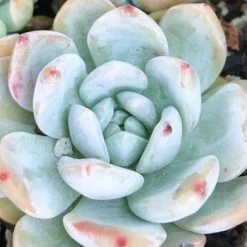 Succulents Full Sun Echeveria Monroe