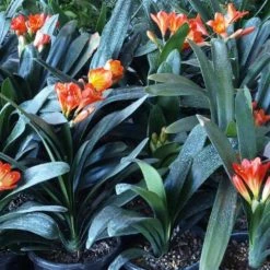 Shrubs Clivia Miniata Belgium Hybrid