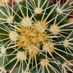 Assorted Cacti Box 🌵 Plant Packs 23 Assorted Cacti Box 🌵 Plant Packs