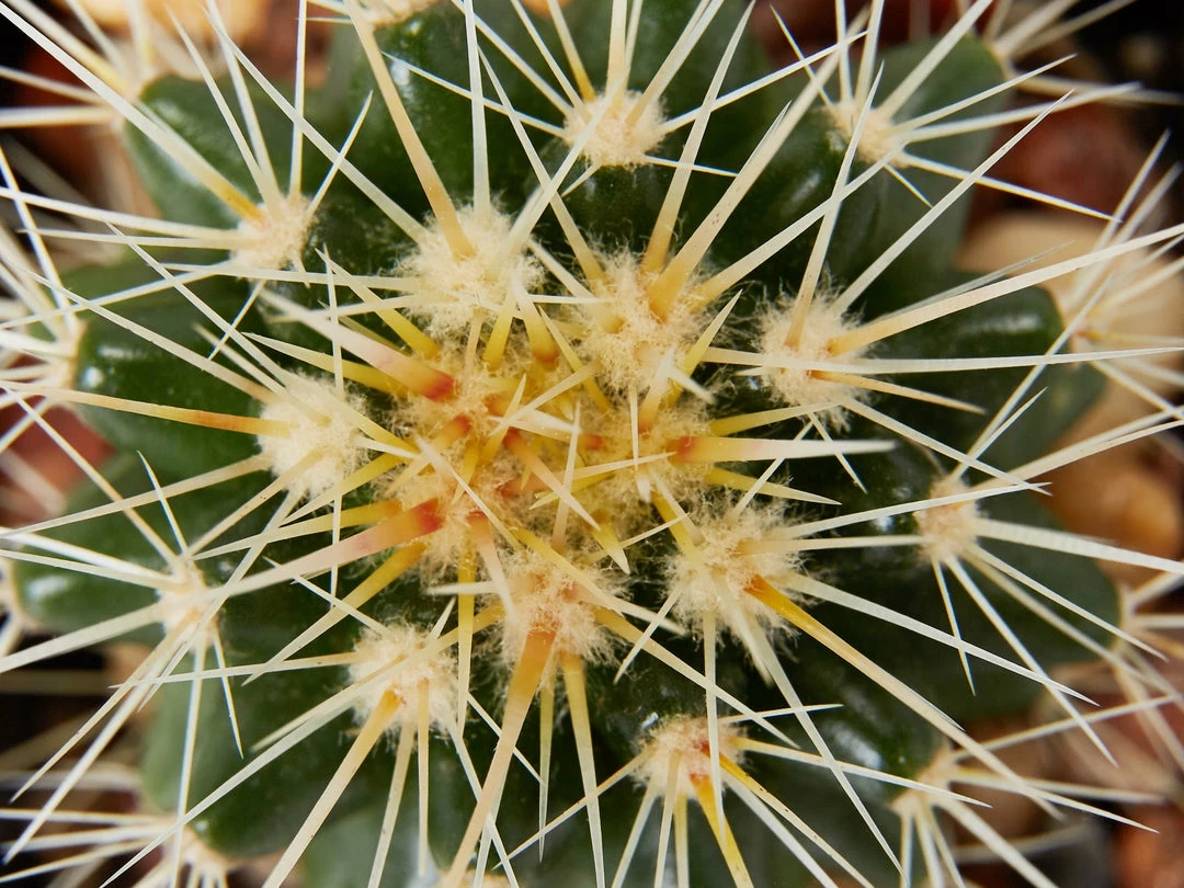 Assorted Cacti Box 🌵 Plant Packs 11 Assorted Cacti Box 🌵 Plant Packs
