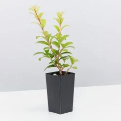 Ozbreed Straight And Narrow™ Syzygium Australe Plant Pack Hedging Plants