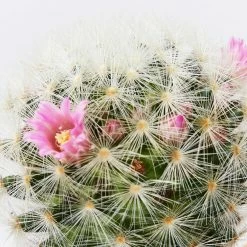 Assorted Cacti Box 🌵 Plant Packs 18 Assorted Cacti Box 🌵 Plant Packs