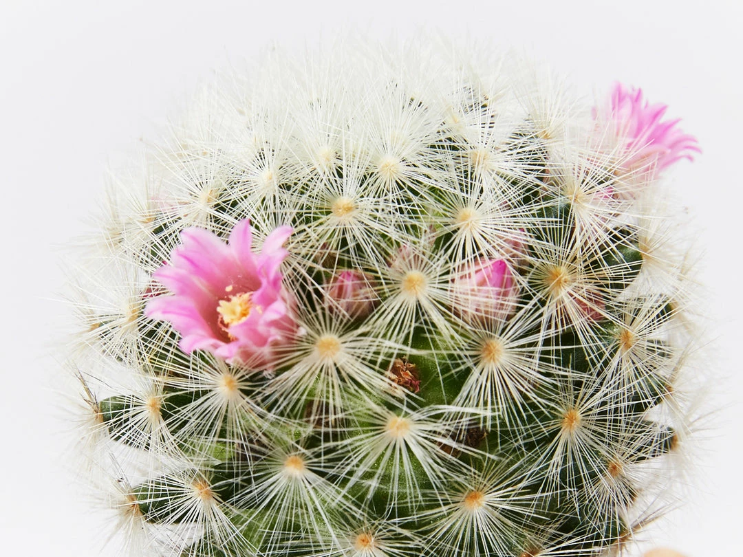 Assorted Cacti Box 🌵 Plant Packs 6 Assorted Cacti Box 🌵 Plant Packs