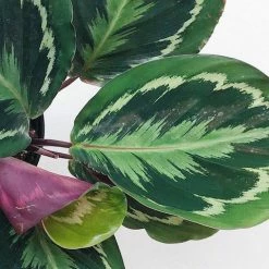Indoor Garden Calathea Roseopicta Medallion Pet-friendly Indoor Plants