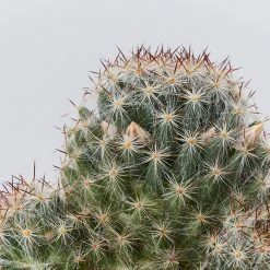 Assorted Cacti Box 🌵 Plant Packs 25 Assorted Cacti Box 🌵 Plant Packs