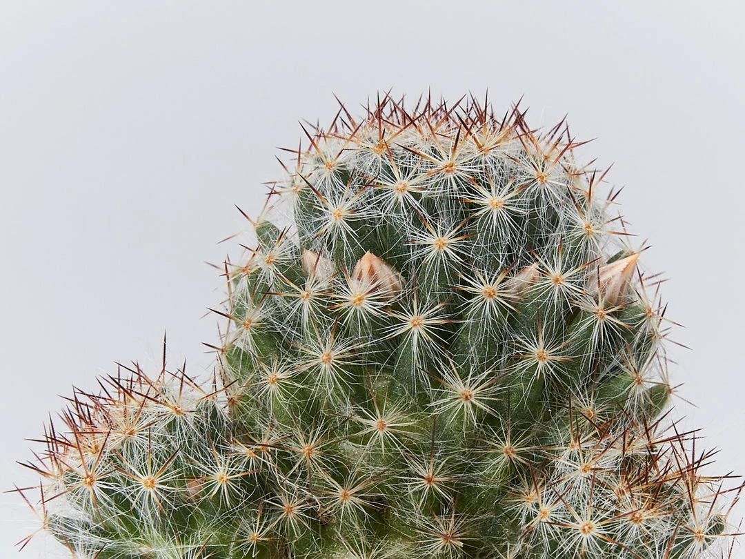 Assorted Cacti Box 🌵 Plant Packs 13 Assorted Cacti Box 🌵 Plant Packs
