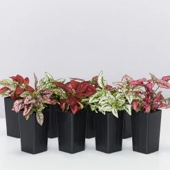 Indoor Garden Hypoestes Phyllostachya Splash Select Mix Shrubs