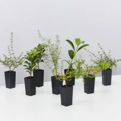 Shrubs The Coastal 🌞 Mixed Box Of Plants