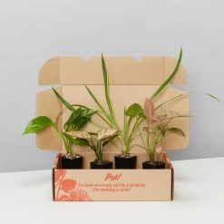 Indoor Garden Easy Care Plants The Water Propagation Box